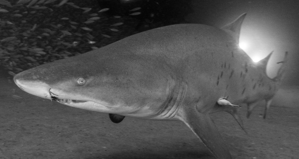 0cbe8a98-eaf5-4e5a-947c-fbd98fea0a01