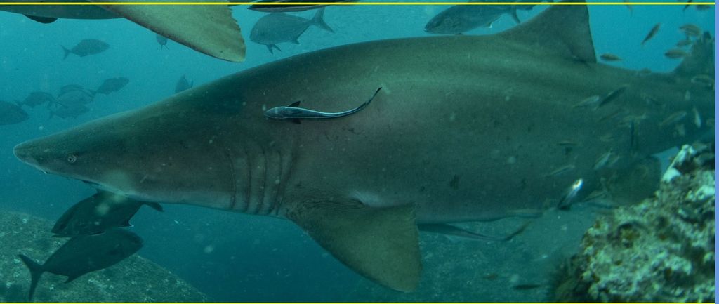 63c97cb3-5d20-4952-9efd-eb4e5bf41c48