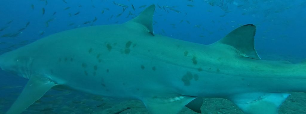 51f5332b-407a-4398-921d-07864a4805a4