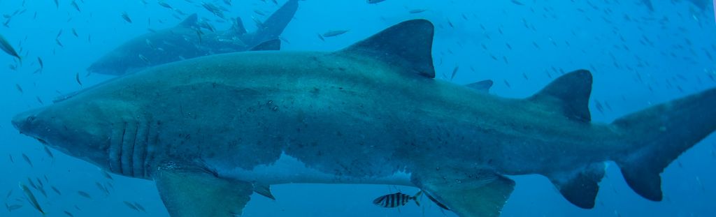 9852527c-36c8-4f94-b356-b300132e8db2