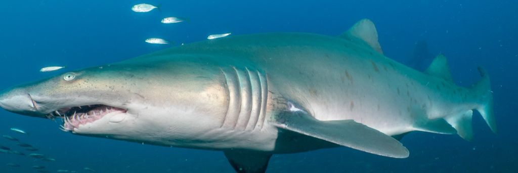 97032383-e882-48a0-8c71-4ae4cb44b19f