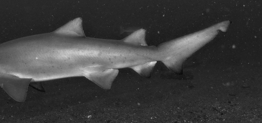 d51e3759-f4b8-4ede-99c7-e1313622c30e