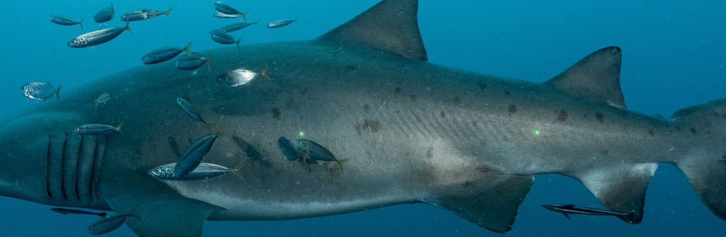 f2187227-32c4-4564-8b36-2d74b0bec817