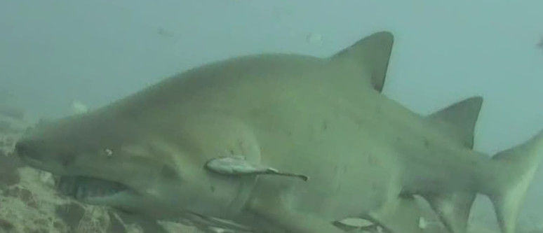 4b4c70e8-af1e-4e14-b361-4e25d0ea3ca1