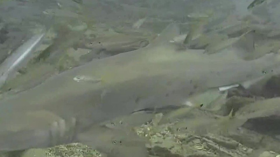 5ab716ac-a564-43d3-ab6f-b4b34de87834