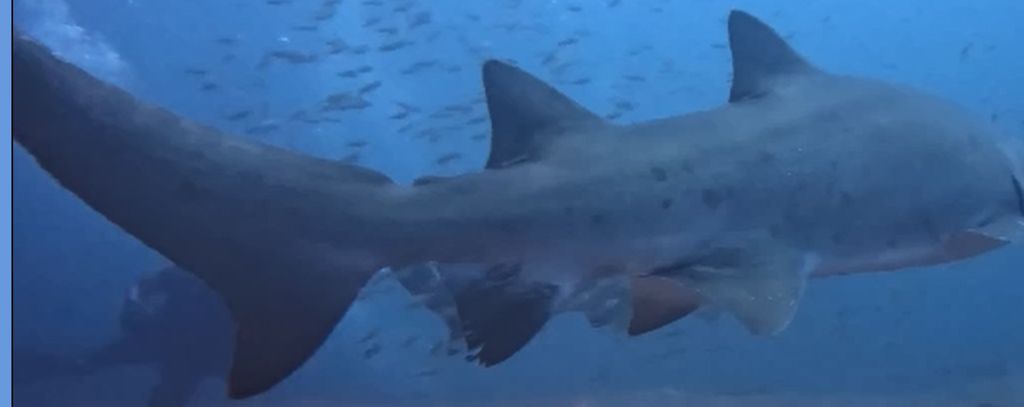 2d95c365-fff9-44e6-9851-8c0557fbd778