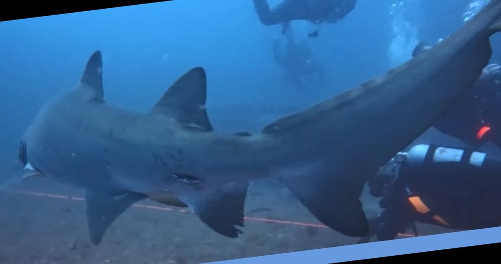 2d95c365-fff9-44e6-9851-8c0557fbd778