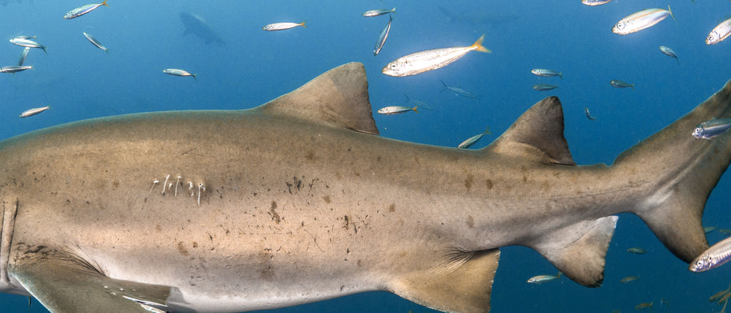 edd5ab13-5257-45a2-b2b6-bab4b8135c0f