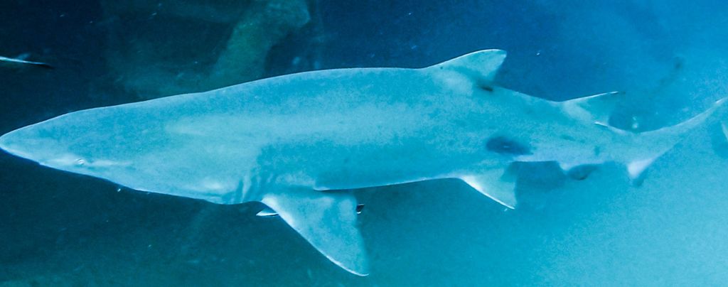 4e924caa-f1a5-47c4-9801-08cb40bb6ab3