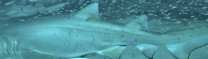 a9208868-0bf3-4028-8728-ed8abc9ccedd