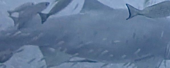 f89a9ec7-6ffd-4af6-9250-8aa916acb010