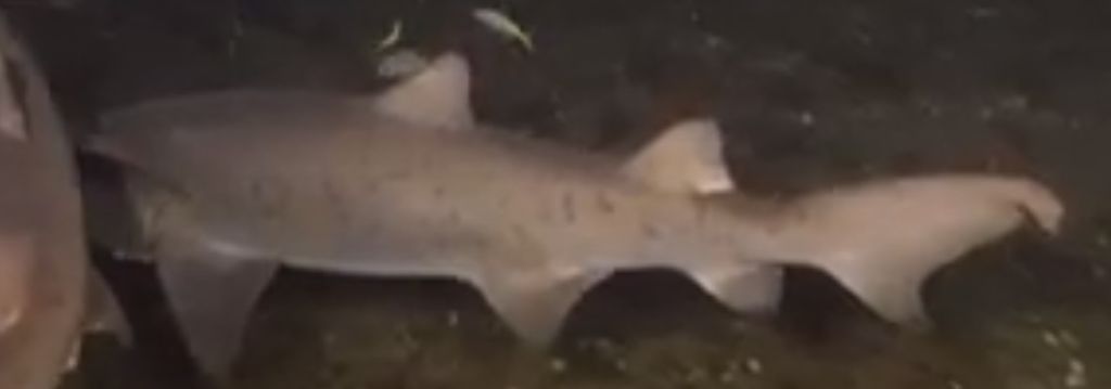 feff0f18-b5c1-4e2e-8947-0442815f1945