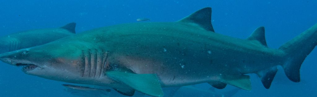 8ae0267f-22f8-4a7a-9f75-d0f5747fa573