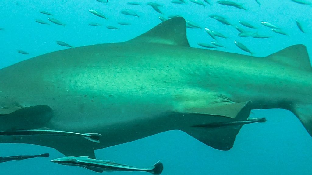 b2522e09-35c2-4a7c-8a3d-29614cbcc9cf