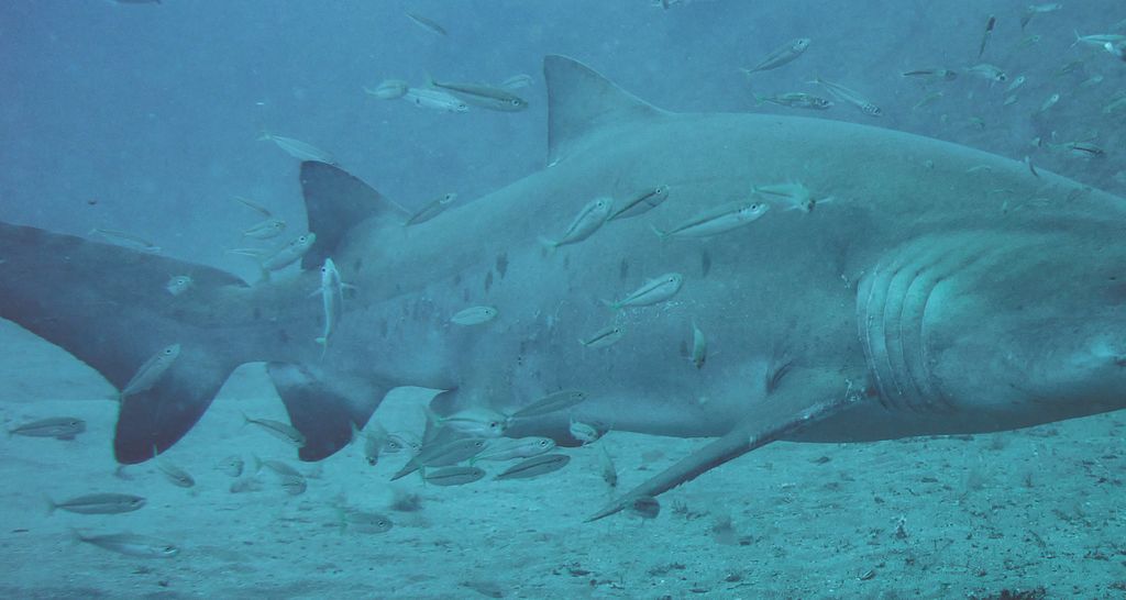 f1360cd5-d974-4473-b820-2fa70fb06bd9