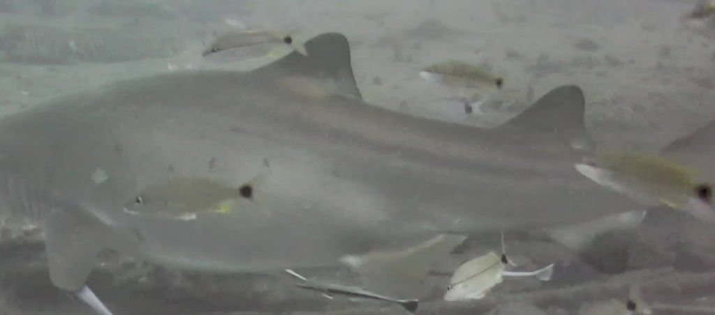 beaece51-2a21-4be8-a378-afd30094a061