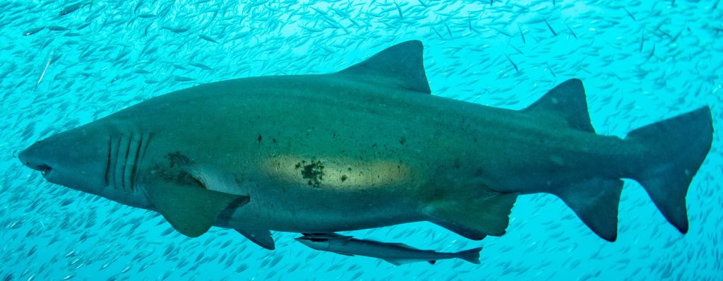 63100f84-f625-4de3-a547-2e14d4832a3b