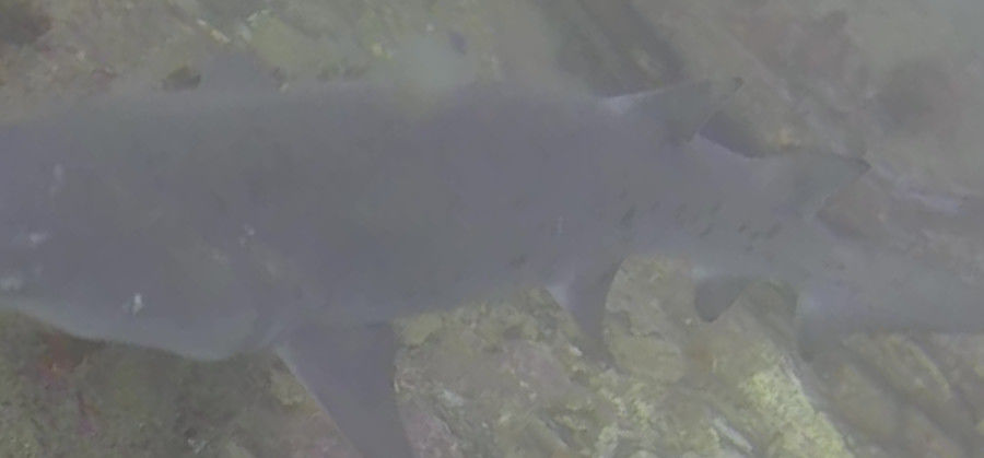 c622f0e5-0ead-4039-add2-fe273bd9dae2