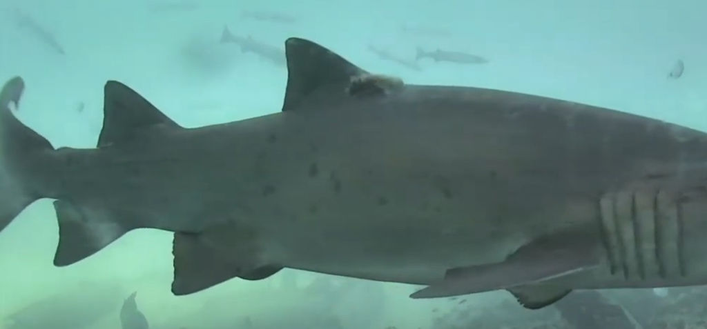 1e71c9ea-3664-4d4d-b077-477c4ef074aa