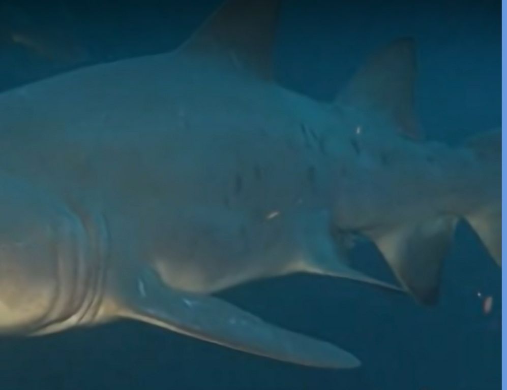 983d151e-ad1e-4b72-b2f1-d28ca7512ab5