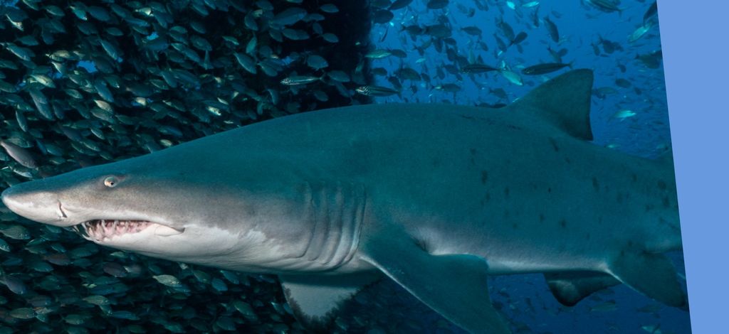 5e7f477c-85ea-4ade-84e2-cc3d4e525613