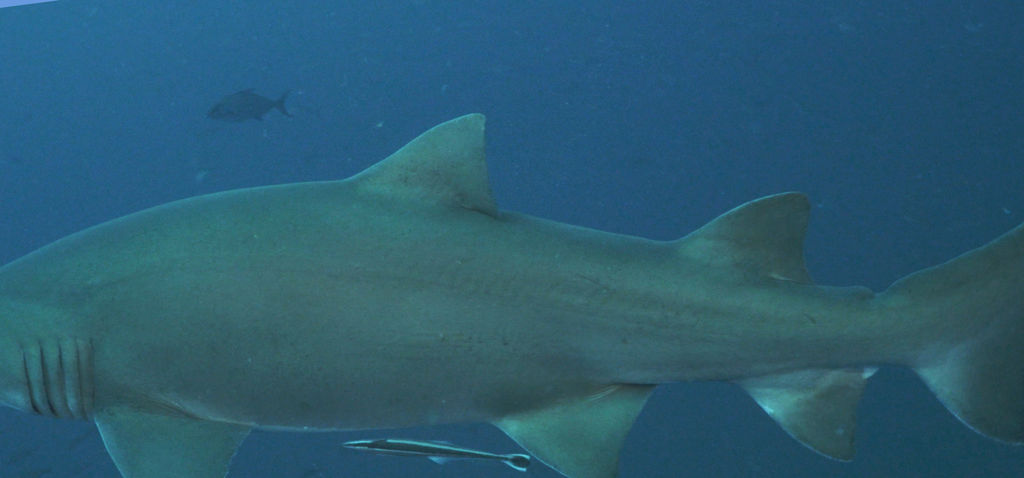 09cc96c4-2244-408d-ab4f-ef8f55a8ab73