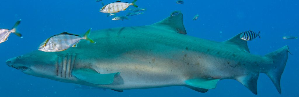 5715d85b-deed-4454-85f9-56ed1033e4af