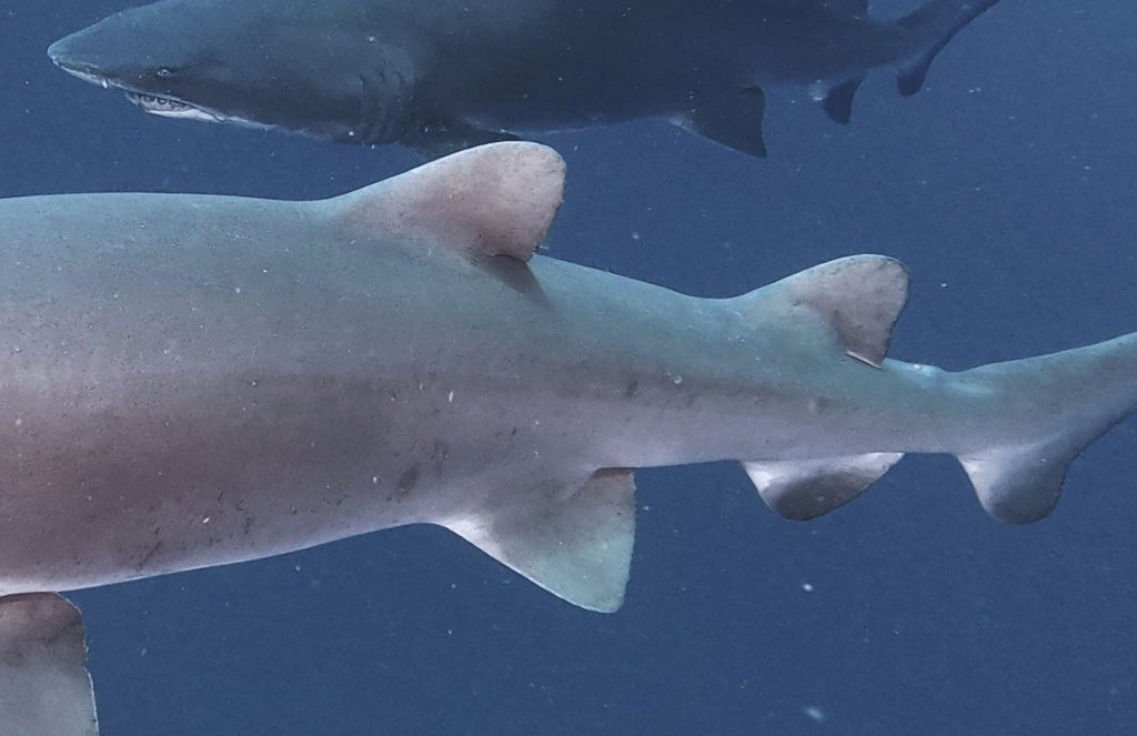 83a75fd5-c278-4b66-a72a-dbdbfcf8a4e4