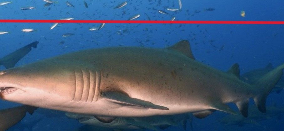 f2fca48e-cfee-483c-81a6-9d0c7ad9c37a