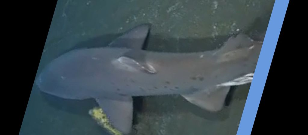 fe2fd7ca-af3c-4fc5-869a-6a09b9f5f2bd