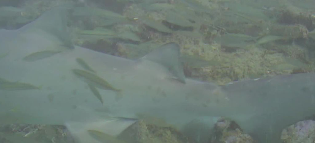 f55e16fc-4202-4c8c-a62f-08e5c8533a1c