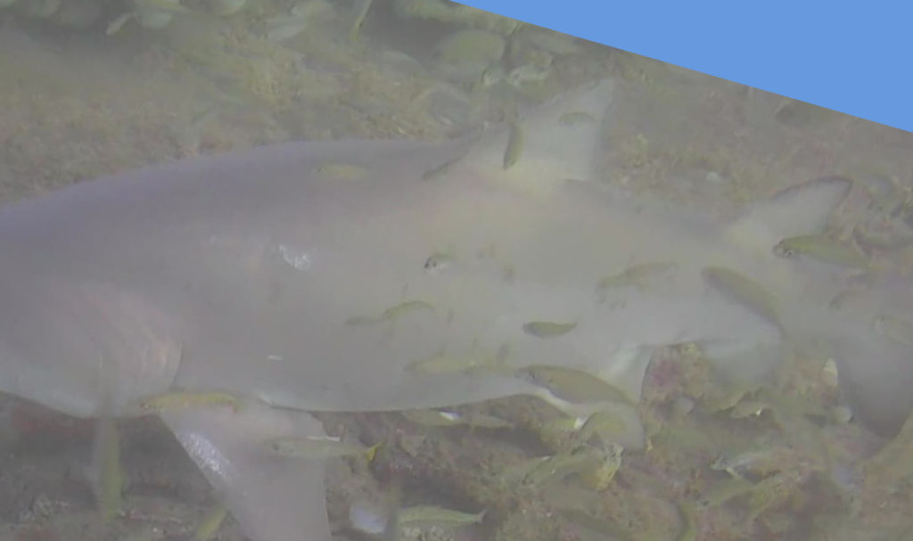 f5624b33-8ca4-4842-b351-c691ae5697e9