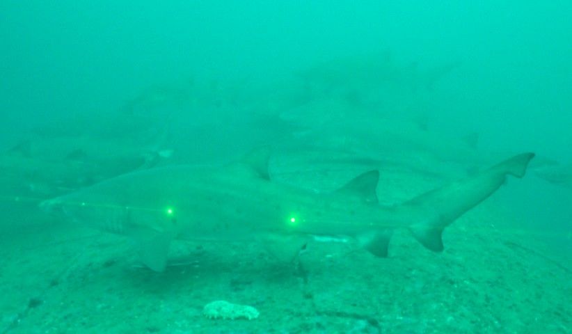 550c8725-9759-4609-b41d-6169c673996c