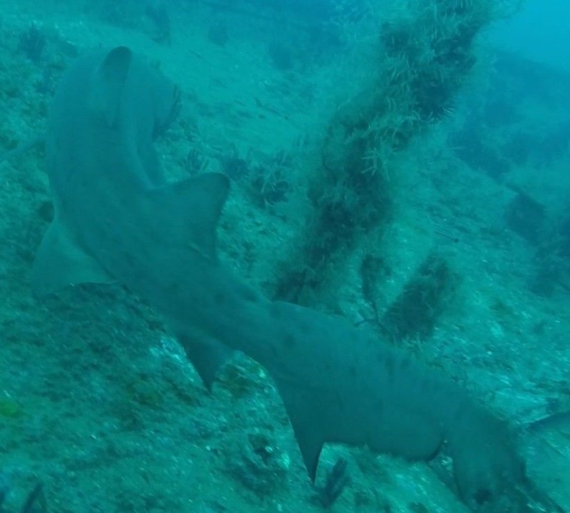 6e52d659-7c60-4184-b6ce-2e1b172423fa