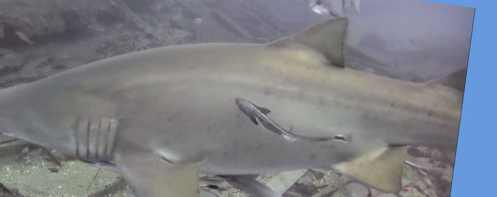 47281485-17b3-4605-975e-03f5ae3a15e4