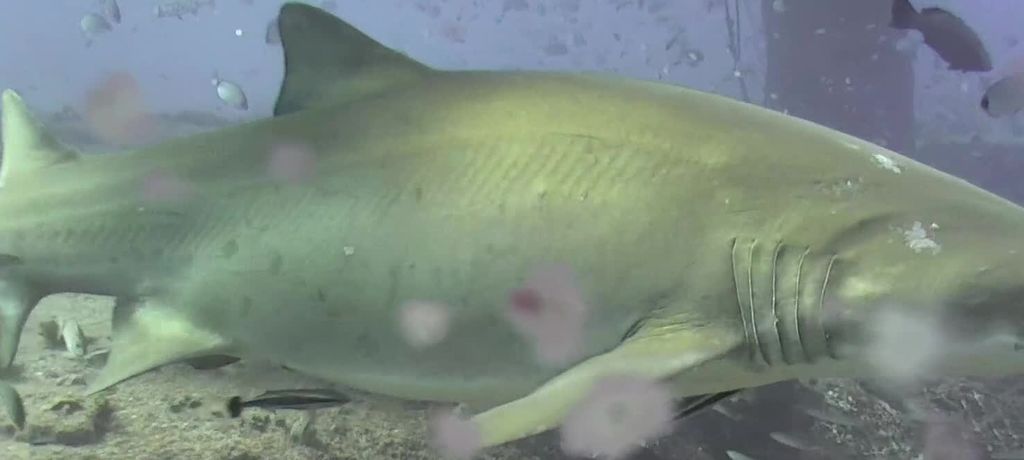 00fab9eb-e11c-4088-807c-cdd517a3d669