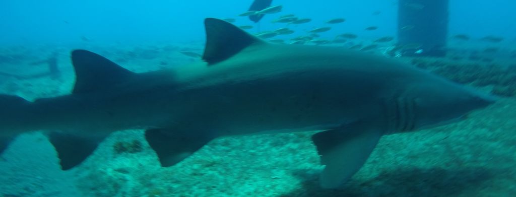 d21cb25a-6192-40a1-83f3-ff5bac69aaf5