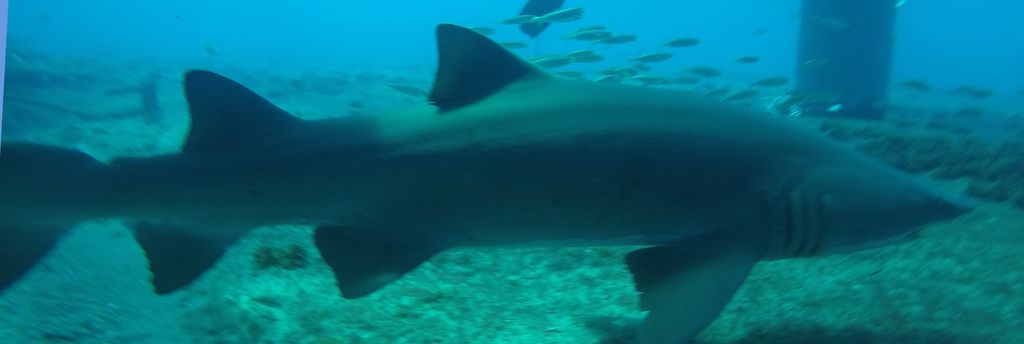 d21cb25a-6192-40a1-83f3-ff5bac69aaf5