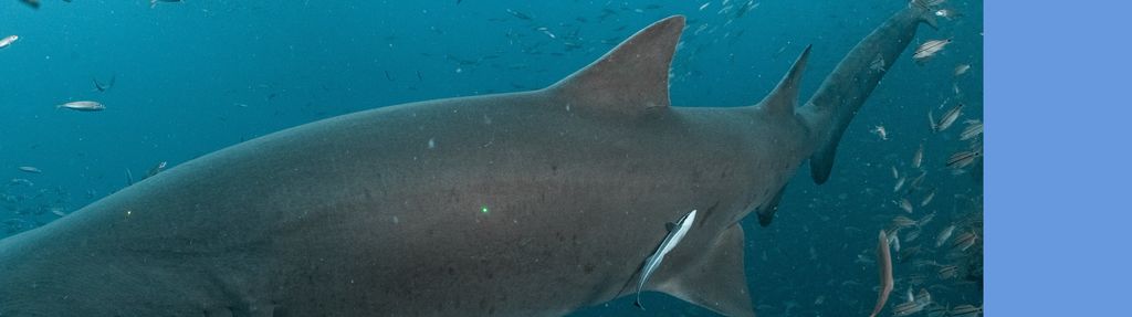 0a3be97f-f013-46df-bee9-9f2d4dfdd684