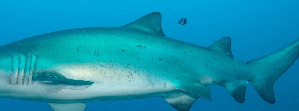 1f3a60ca-8198-4beb-9651-f25d77cb74ba