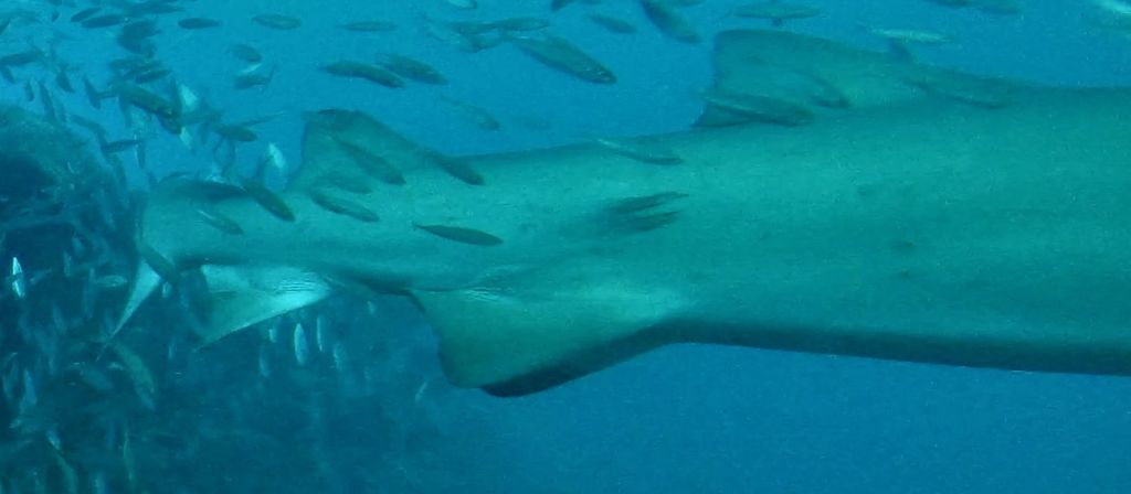 1cab16ed-c245-474e-ac9c-b80e35675858