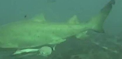 0f897cac-f02c-4062-8639-59473d02a125