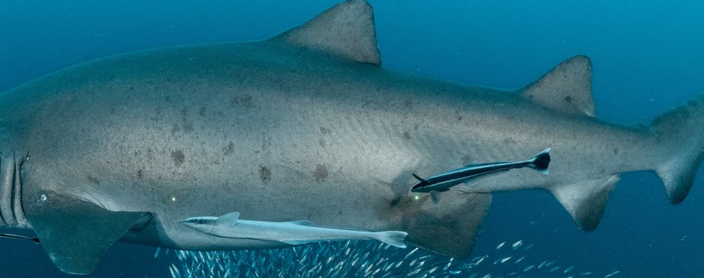 4931206f-a761-4c83-a382-0d72534ab886