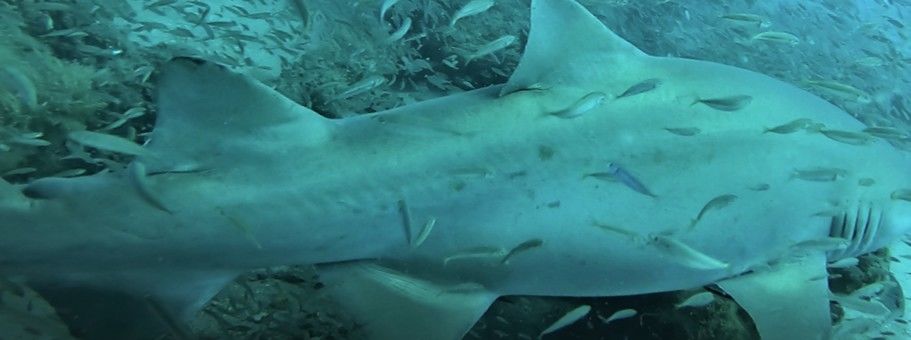 a8d9f592-d139-493e-943a-259c538246ff