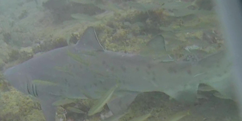 138cd9bf-7d90-40b0-b647-bcd387008bf1