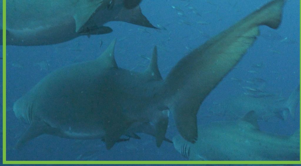 20669599-9a0f-4ce1-9557-b9bce4d9ce16