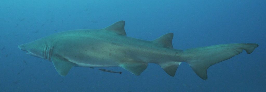 c8f7300c-b97b-4e18-bba6-9e696d69f2dc