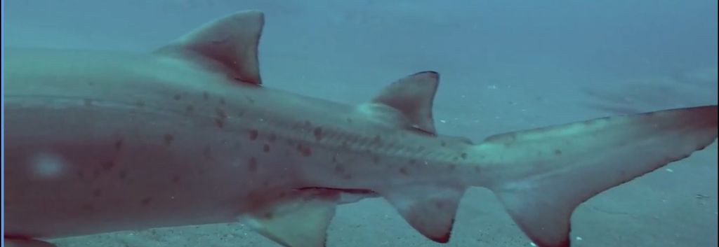 02667d96-af7b-45bd-9fb9-77c054cf9c0f