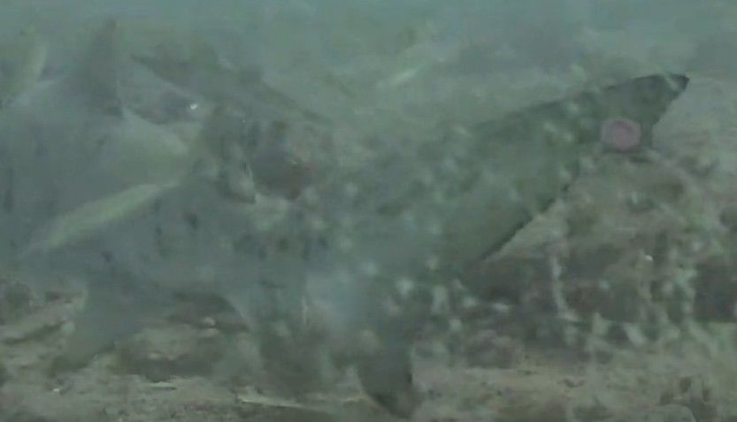 0ae58c6a-c089-414a-804c-a96773fc6cf4