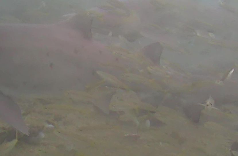 89a96681-006e-4215-b353-8945cee86256